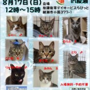 保護猫譲渡会in綾瀬