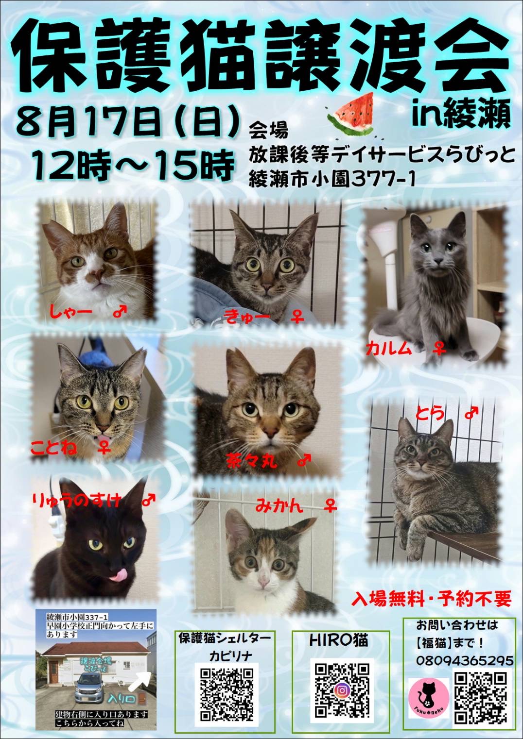 保護猫譲渡会in綾瀬