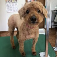 トイプードルを預かってくださる方を探しています