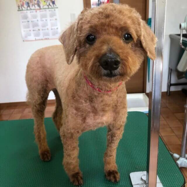 トイプードルを預かってくださる方を探しています