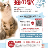 保護猫（今だけワンコ1居ます！）譲渡会