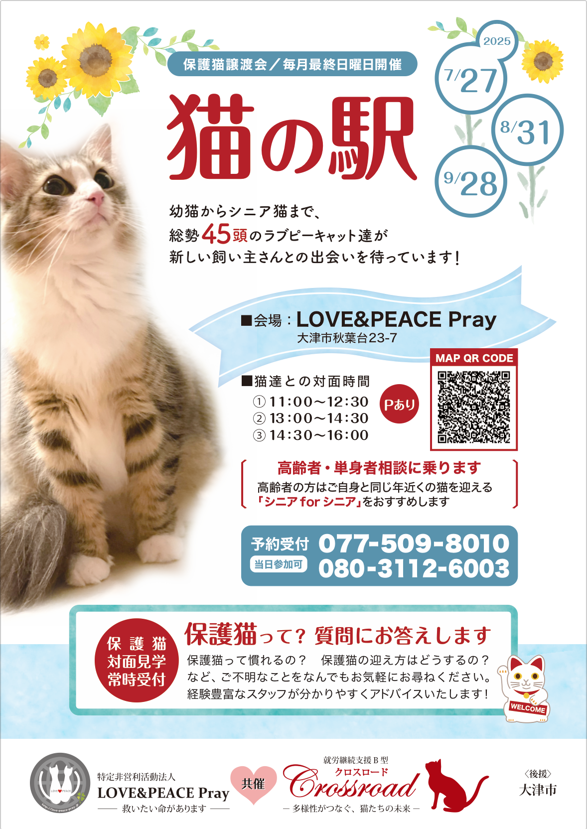 保護猫（今だけワンコ1居ます！）譲渡会