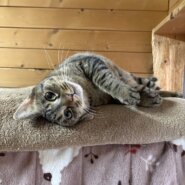 シェルターでの保護猫譲渡会！