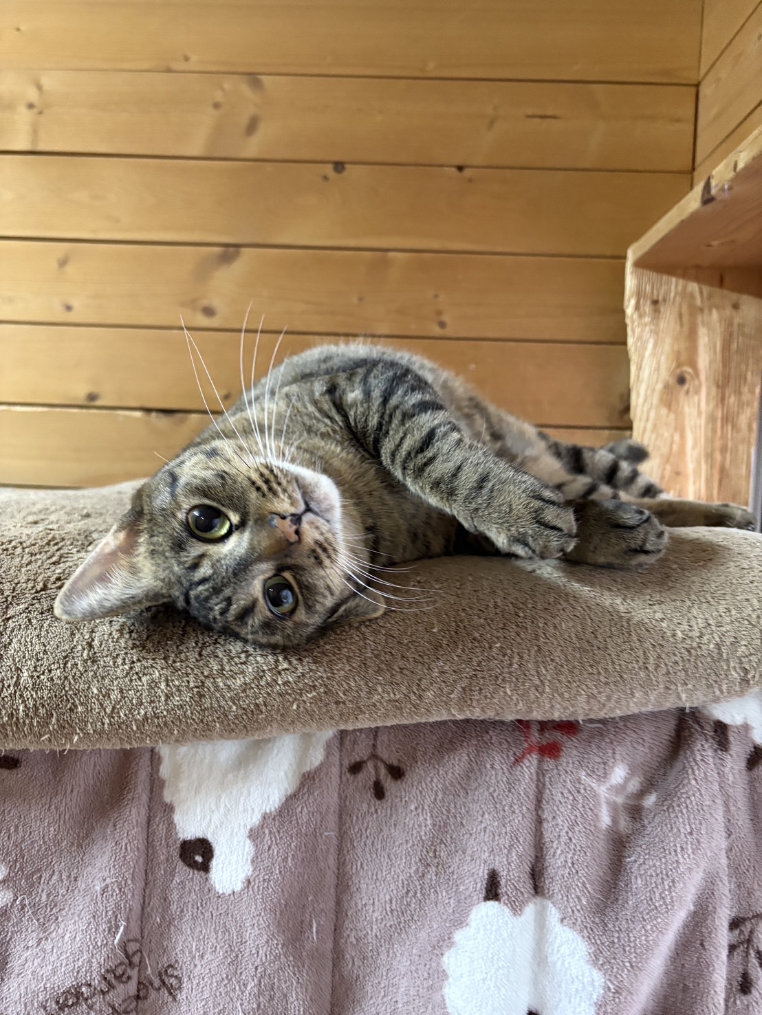 シェルターでの保護猫譲渡会！