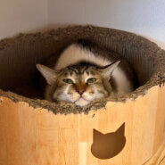 ビビリさんだけど優しい男の子けんぴ君！