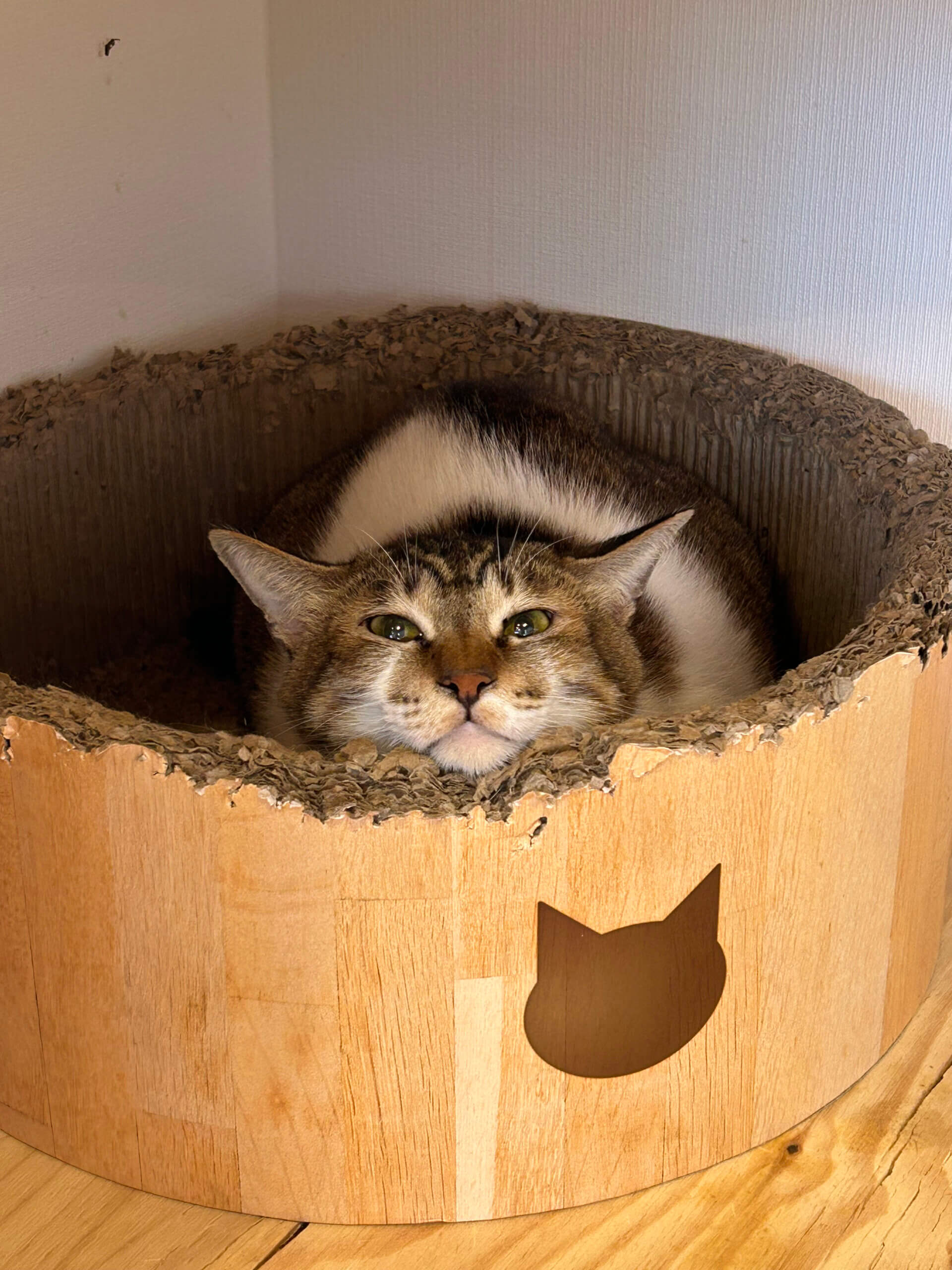 ビビリさんだけど優しい男の子けんぴ君！