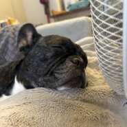 4歳女の子フレンチブルドッグ