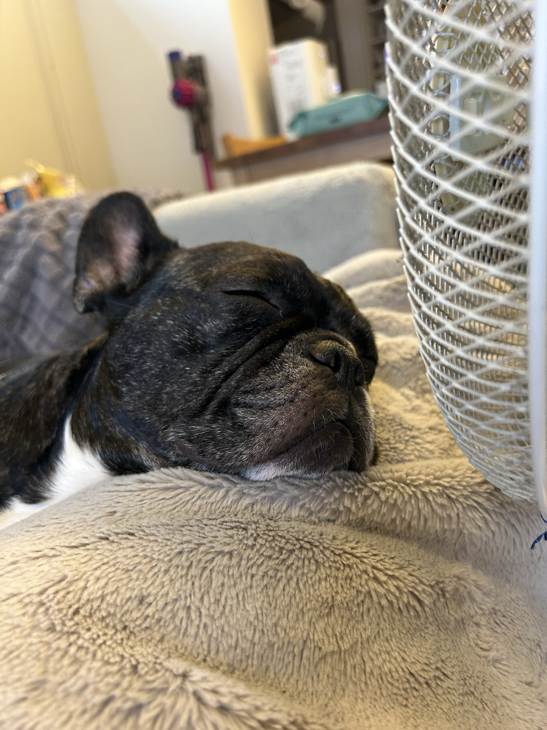 4歳女の子フレンチブルドッグ