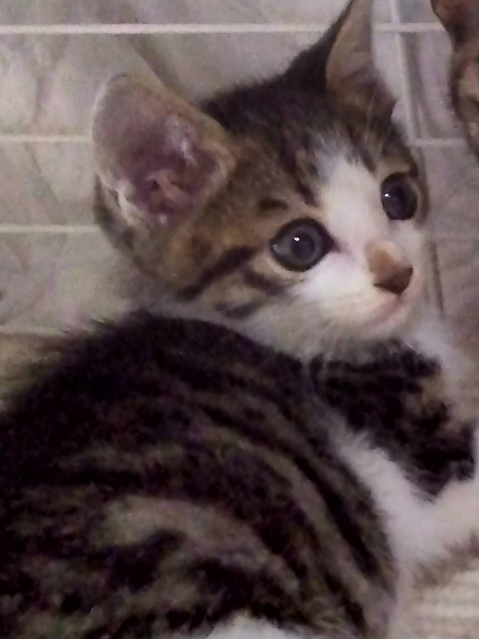 可愛い❤️子猫ちゃんの里親募集