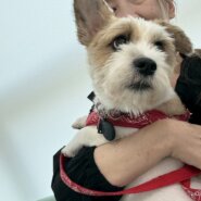 中型犬ミックス（オス）笑顔いっぱいコータです！