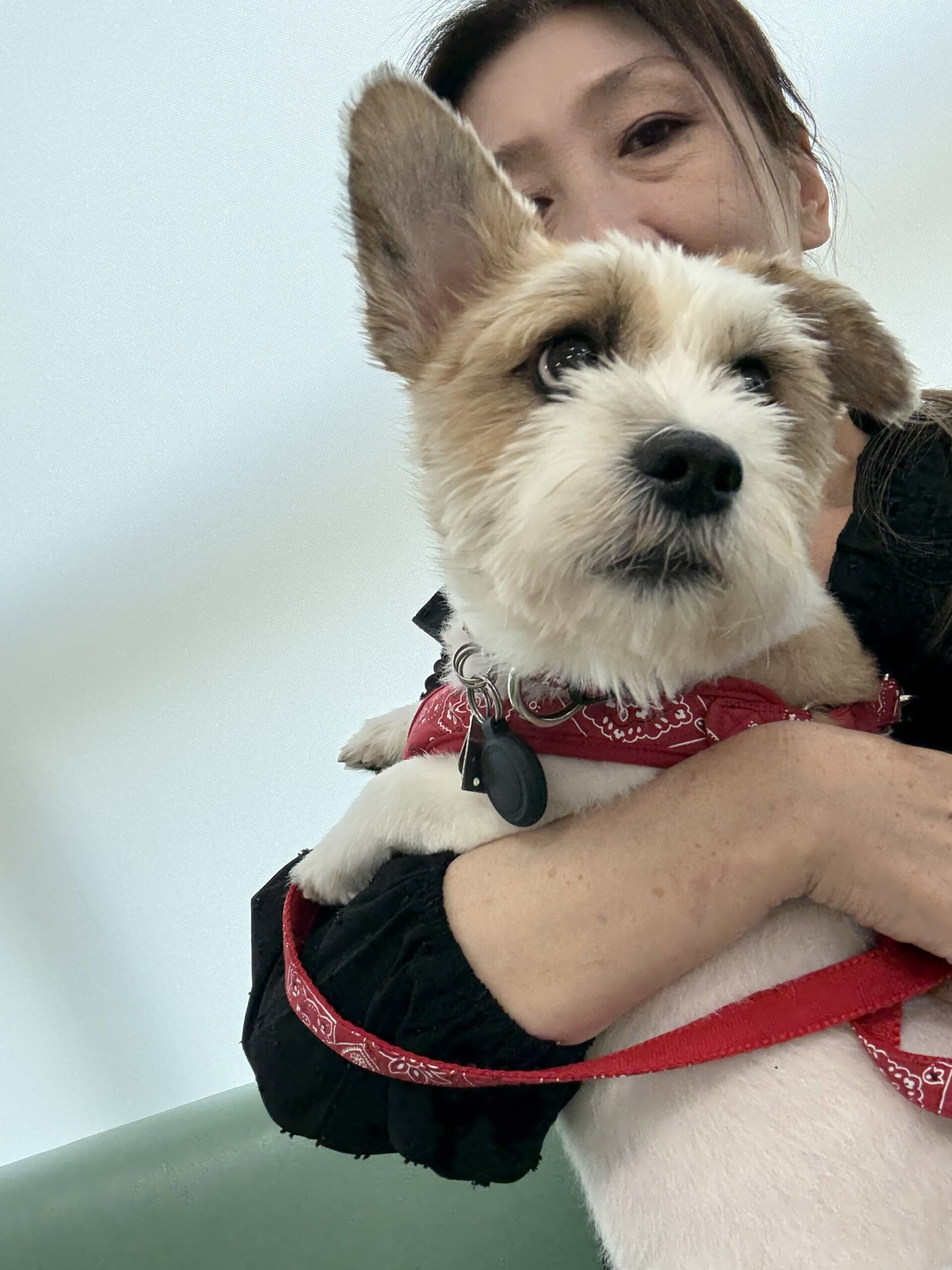 中型犬ミックス（オス）笑顔いっぱいコータです！