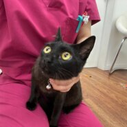 甘えん坊な黒猫サクちゃん！