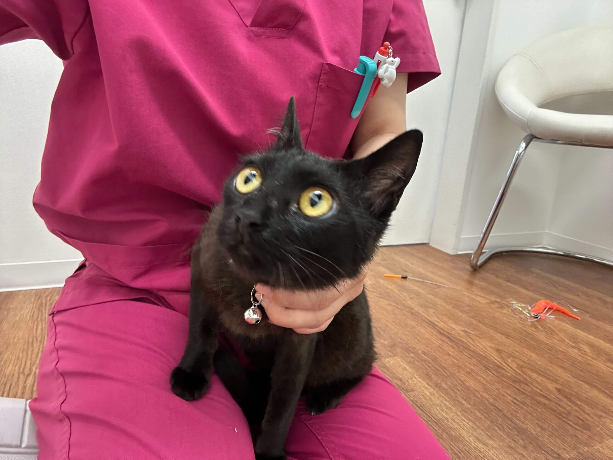 甘えん坊な黒猫サクちゃん！