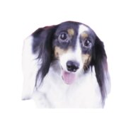 珍しい柄のダックスフンド女の子