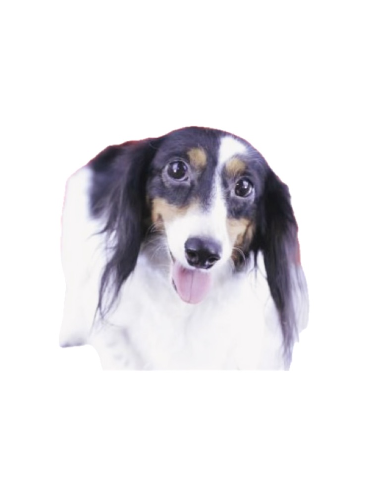 珍しい柄のダックスフンド女の子