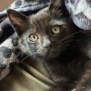 生後2ヶ月弱のくろねこ（男の子）