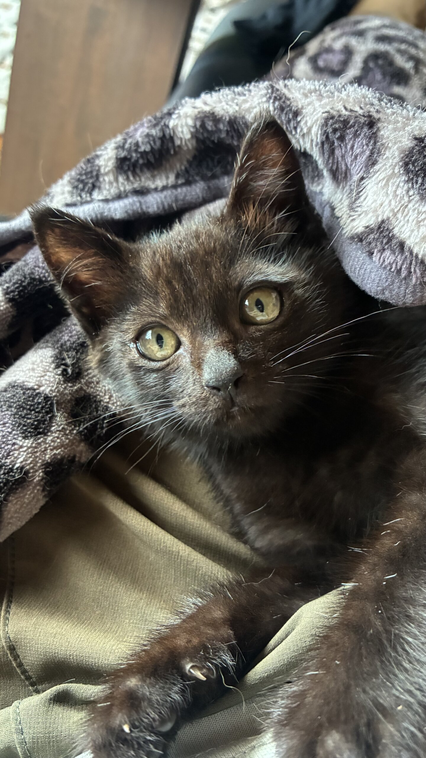 生後2ヶ月弱のくろねこ（男の子）