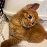 癒し系 ミュウミュウちゃん