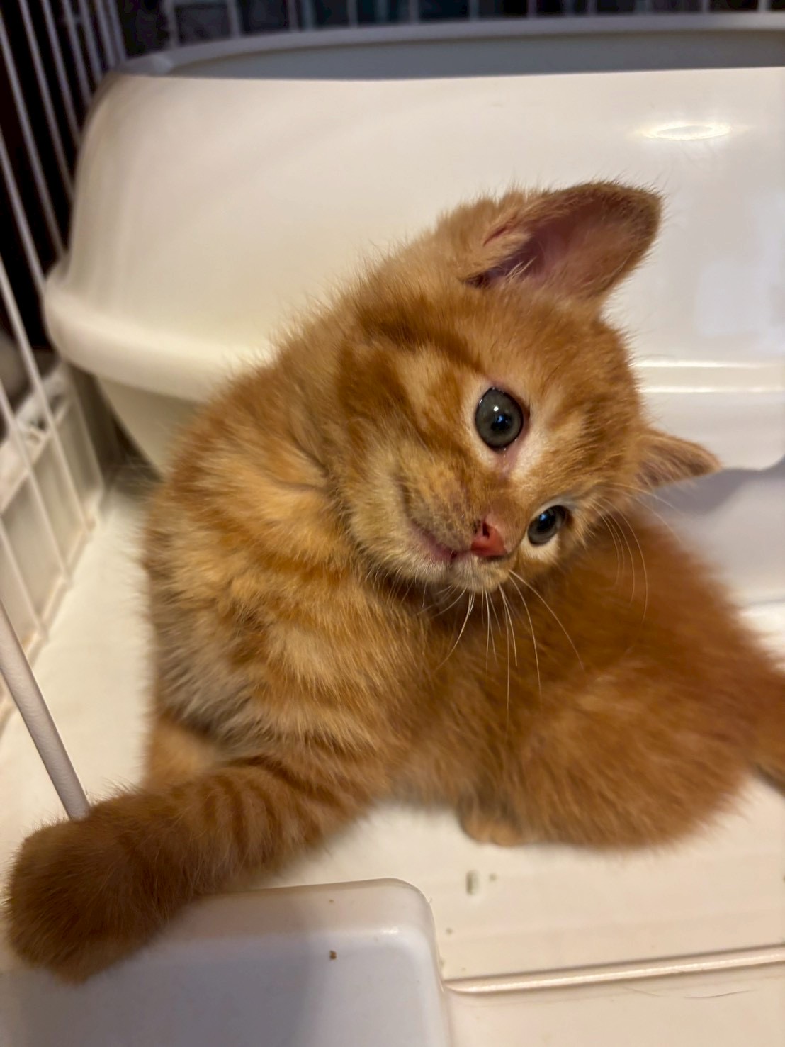 癒し系 ミュウミュウちゃん