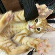 子猫のハイジちゃん♪