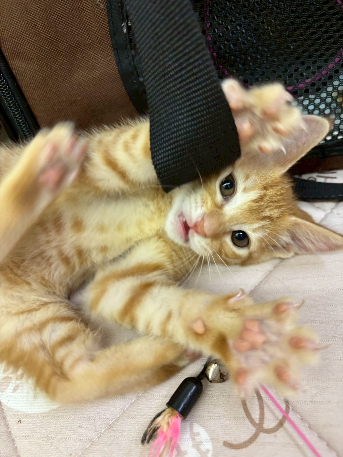 子猫のハイジちゃん♪