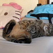 急募！成猫里親募集！