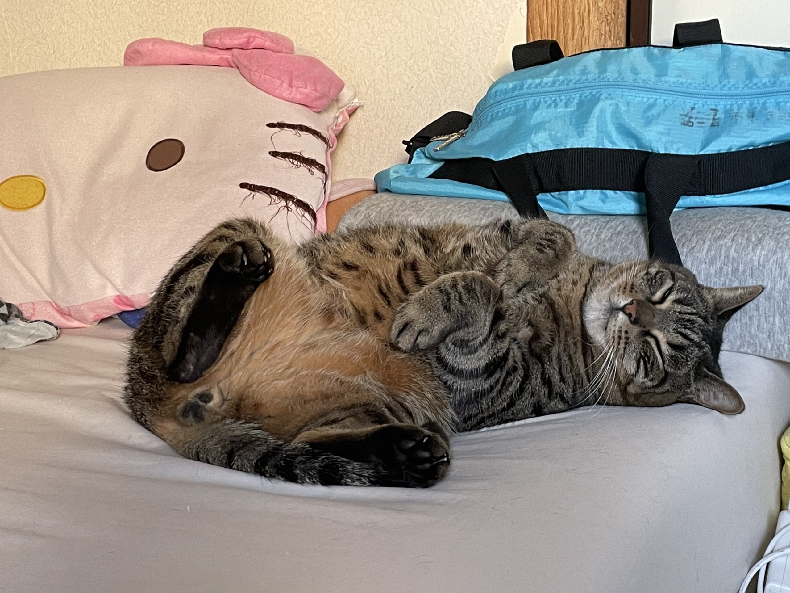 急募！成猫里親募集！