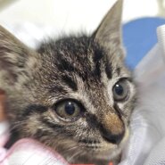 【譲渡決定】がく：元気いっぱい、温和で優しい男の子です