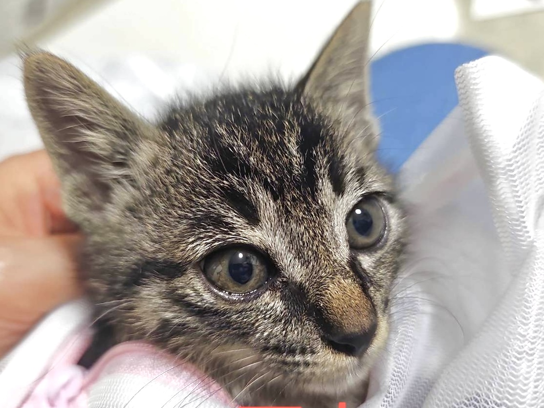 【譲渡決定】がく：元気いっぱい、温和で優しい男の子です