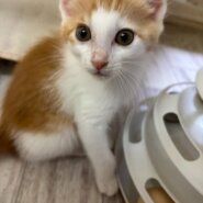 子猫のペーターくん