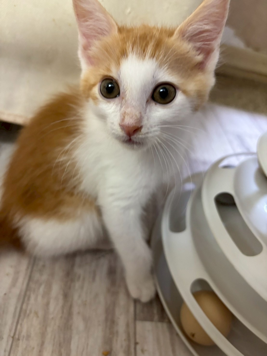 子猫のペーターくん