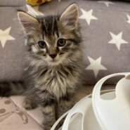 ふわふわ雪音くん