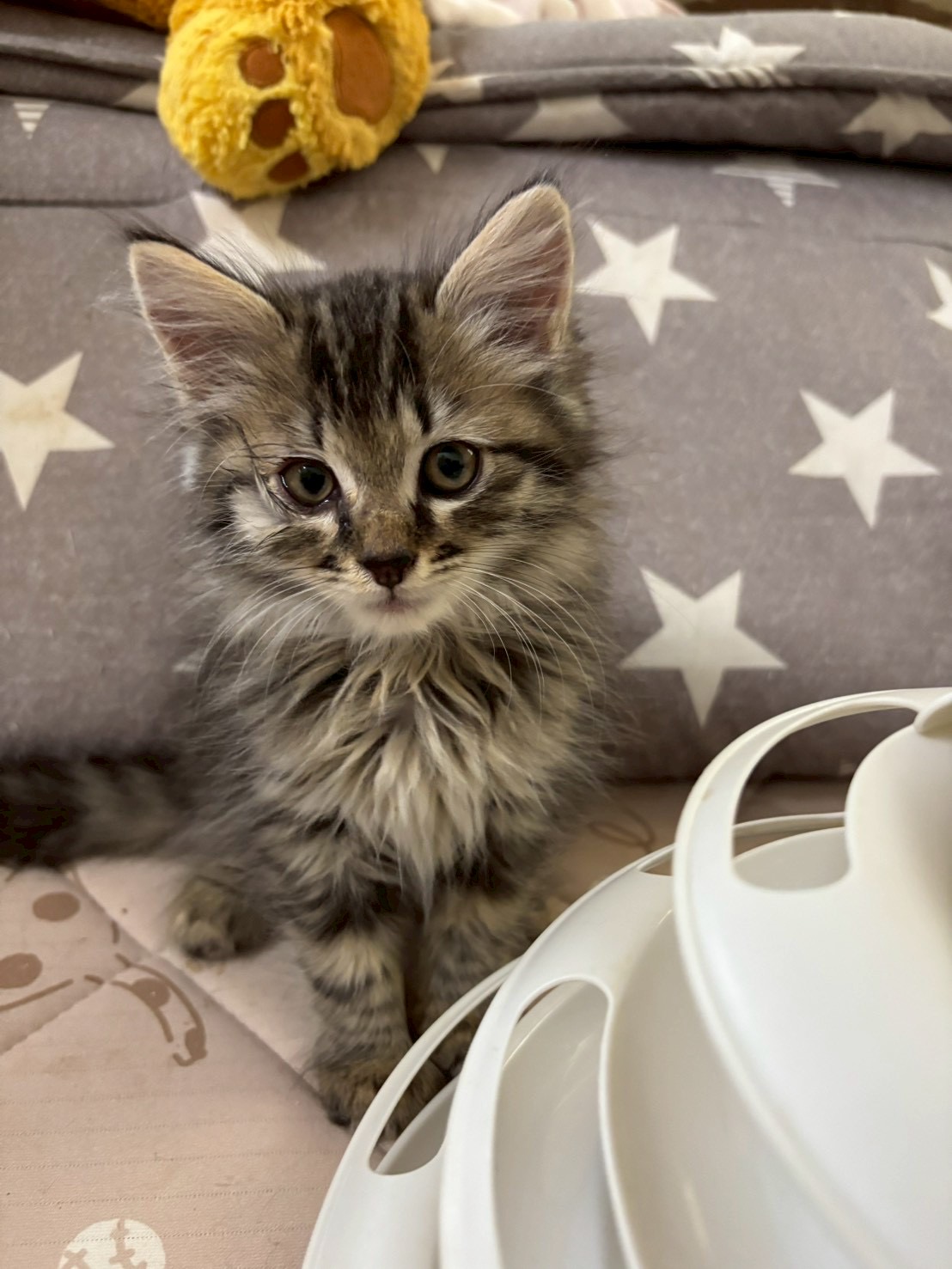 ふわふわ雪音くん