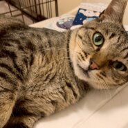 人馴れ抜群！チーくん