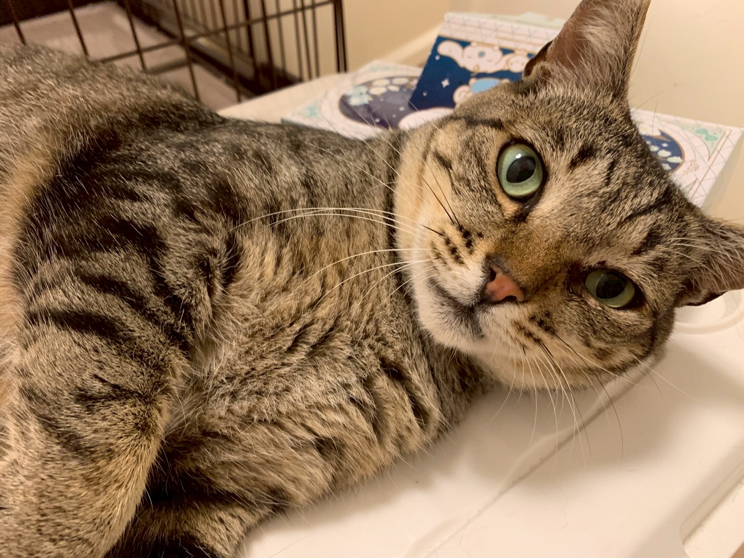 人馴れ抜群！チーくん