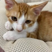 かわいい子猫♪こふくちゃん