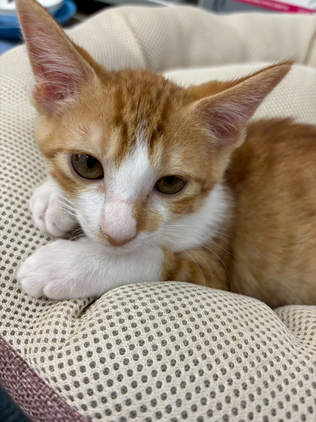 かわいい子猫♪こふくちゃん