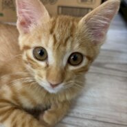 かわいい子猫のエビスくん