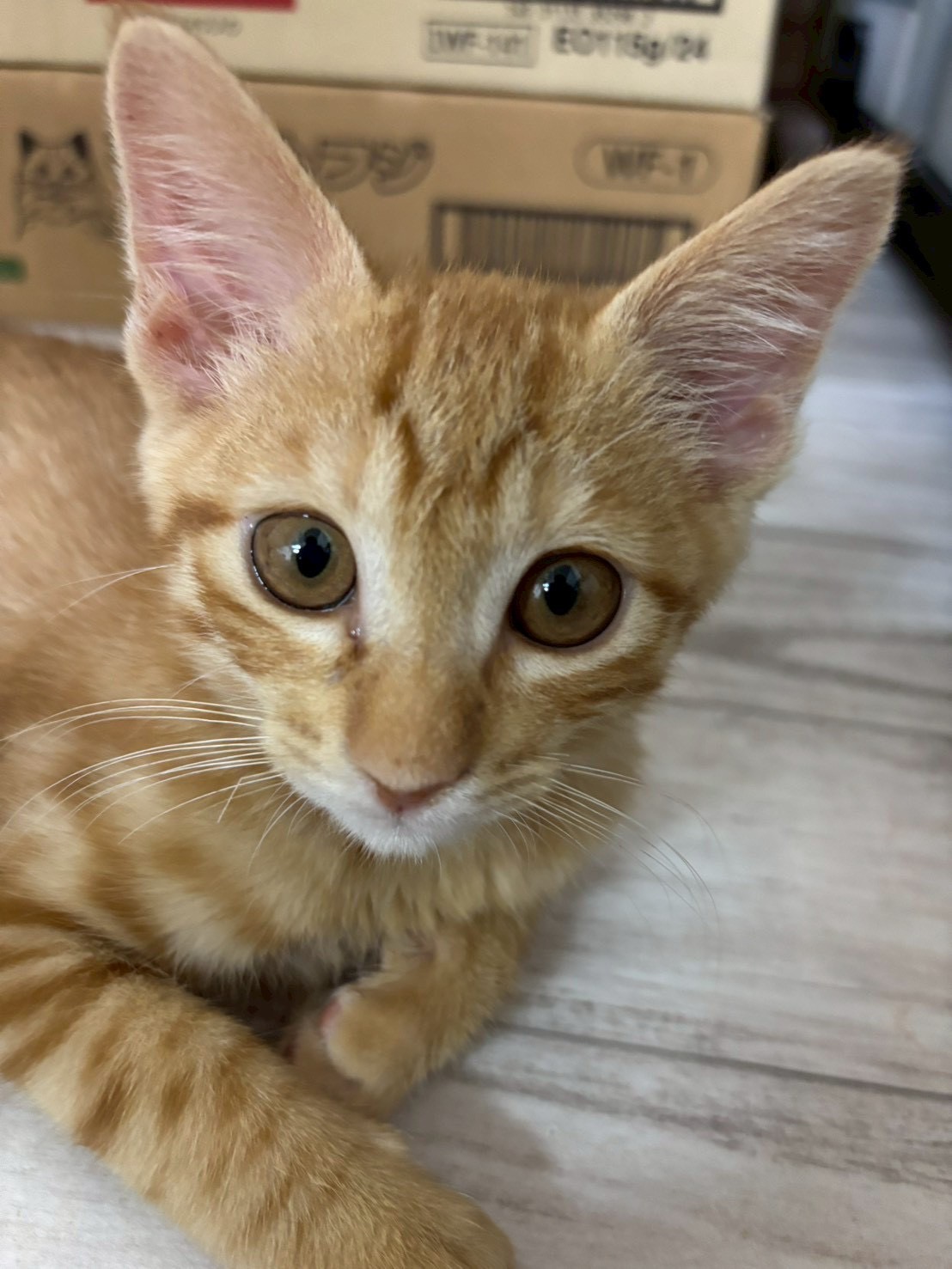 かわいい子猫のエビスくん