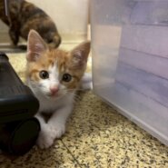 かわいい子猫のラースくん