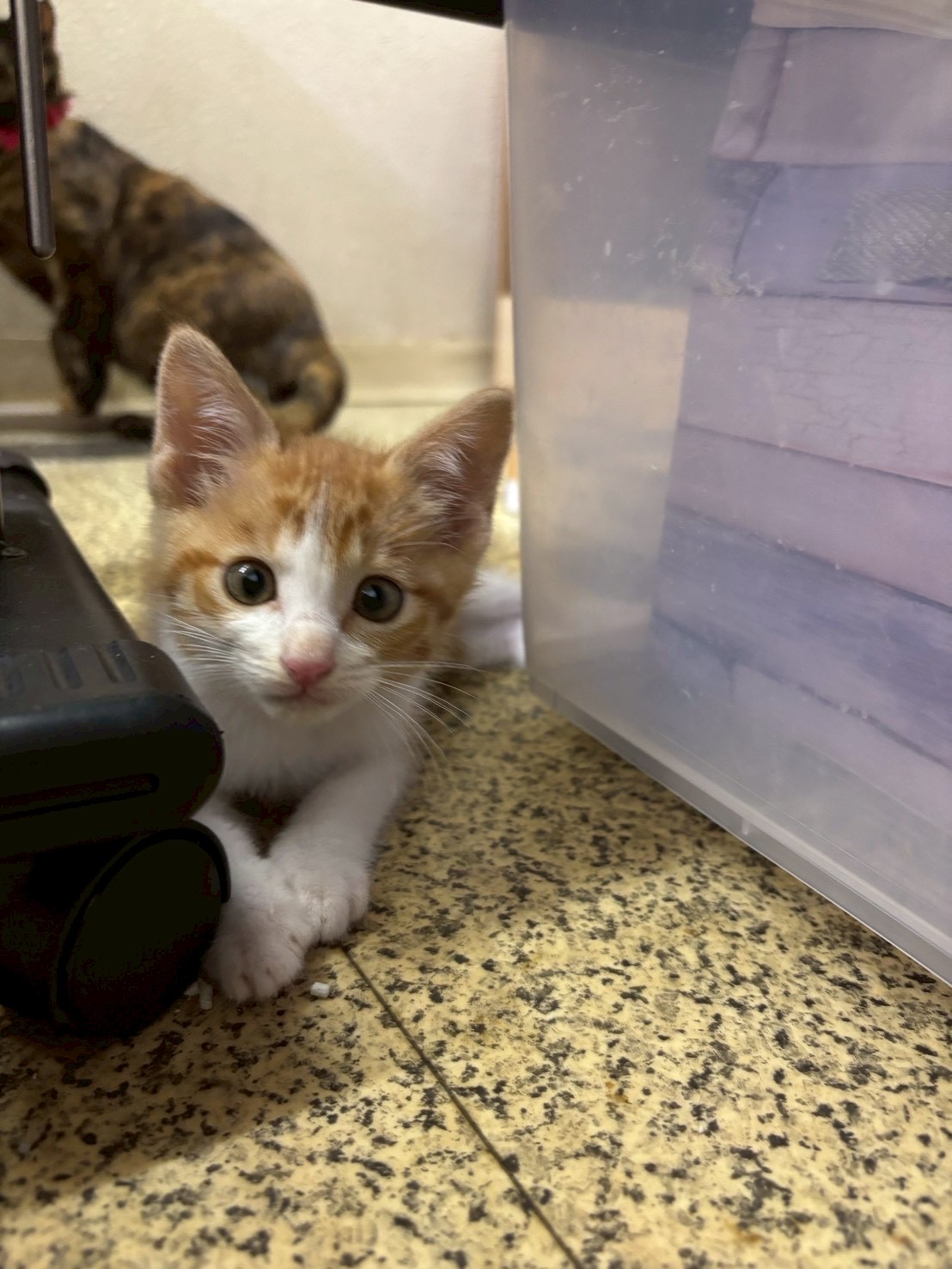 かわいい子猫のラースくん