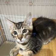 【譲渡決定】山男：元気いっぱい！人馴れ最強の男の子です