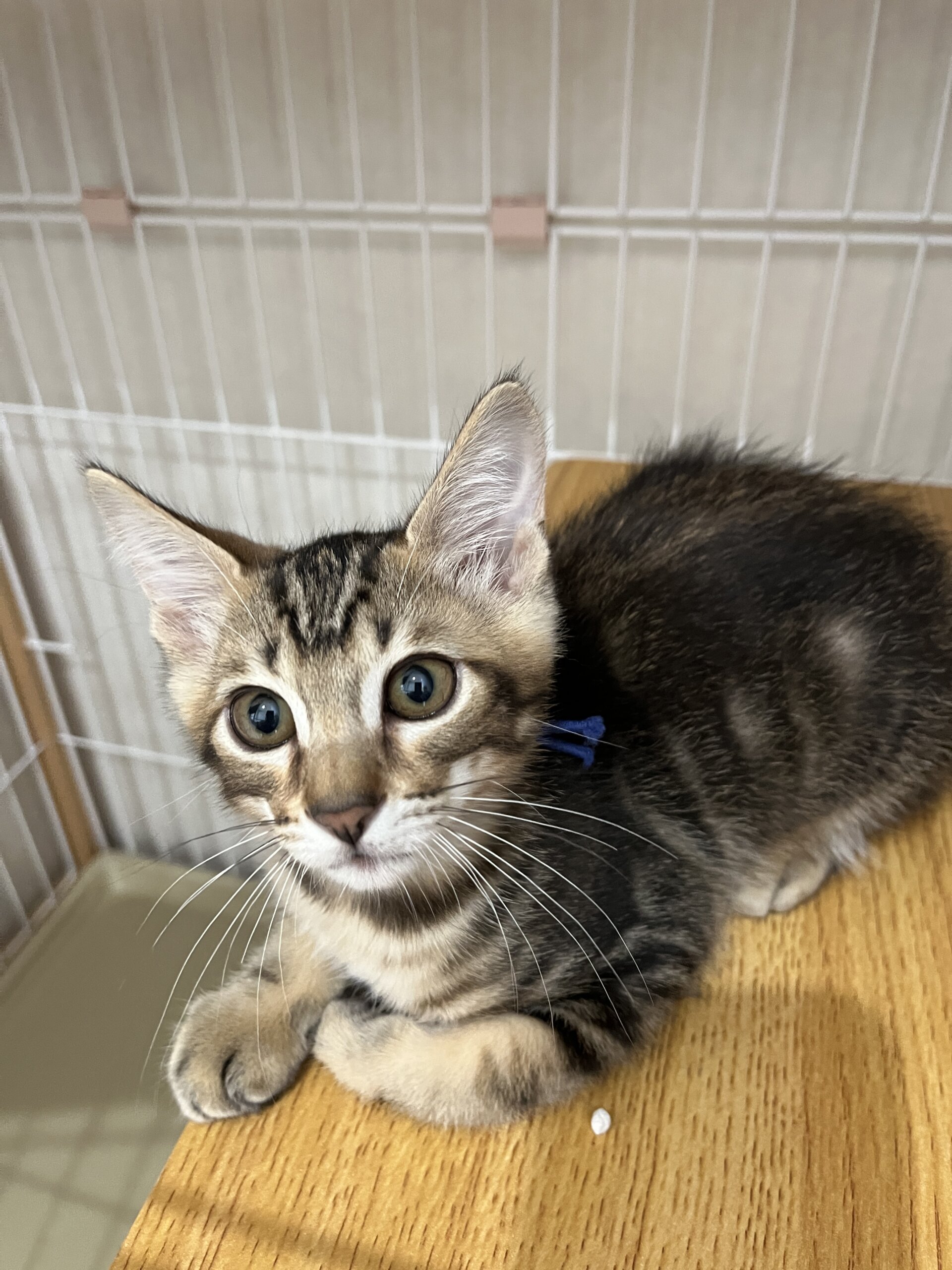 【譲渡決定】山男：元気いっぱい！人馴れ最強の男の子です