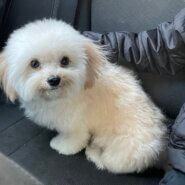 ３週間預かりしてくださる方を募集中