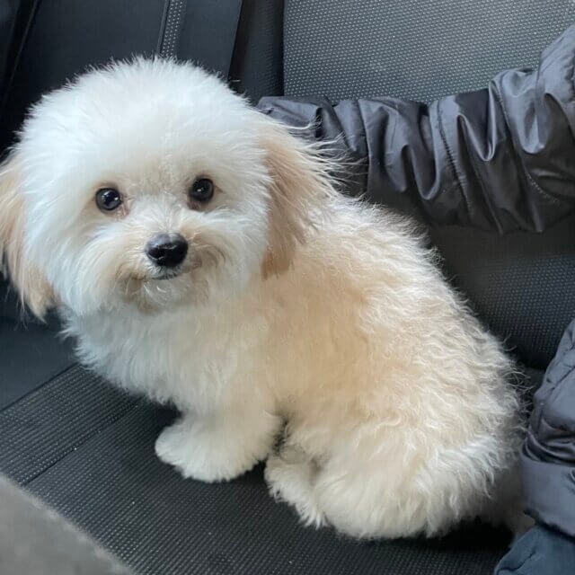 ３週間預かりしてくださる方を募集中