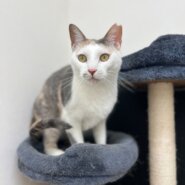 すりすり大好き食いしん坊な女の子さくらちゃん！