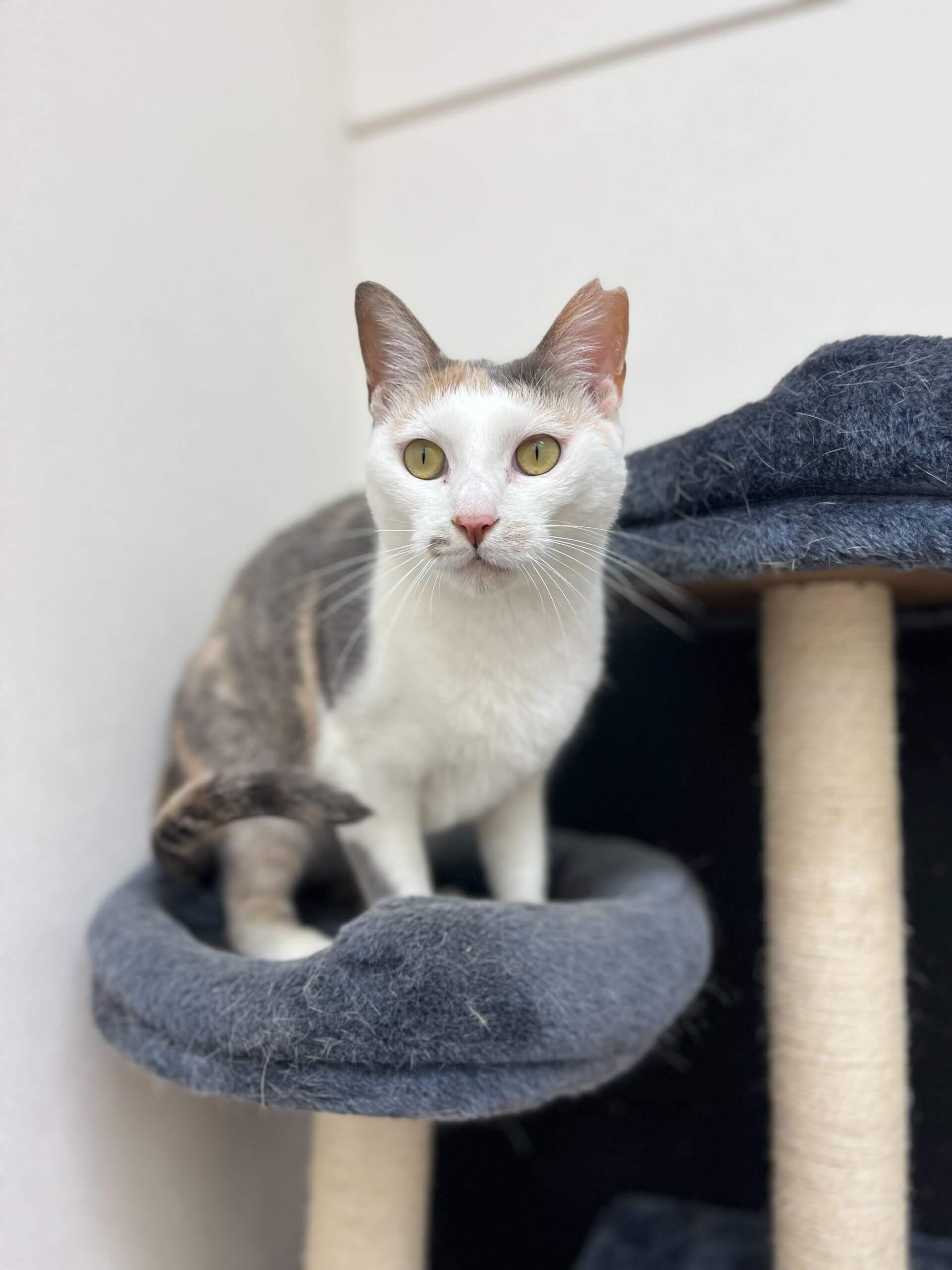 すりすり大好き食いしん坊な女の子さくらちゃん！