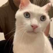 青い瞳が素敵なシーゴくん