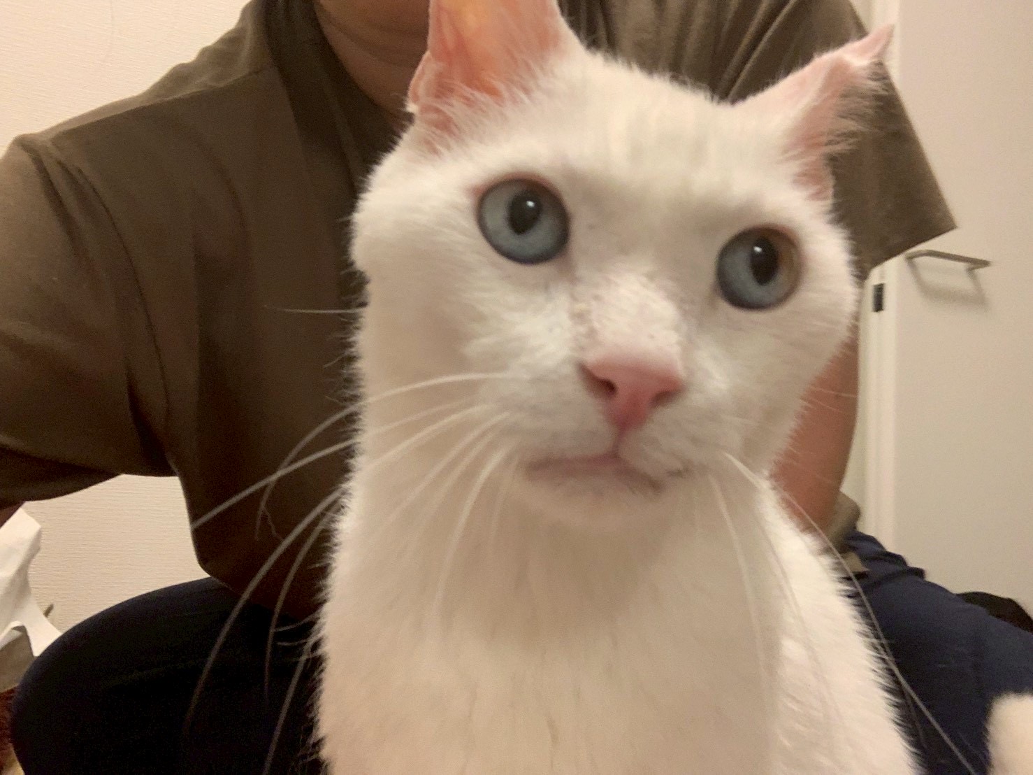 青い瞳が素敵なシーゴくん