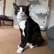 くっつき虫で甘えん坊！温厚な性格です♡